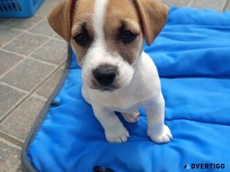 Jack Russell pups Balbriggan