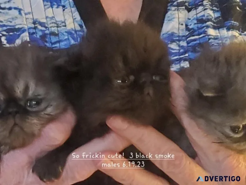 Persians - Himalayan - Chinchilla