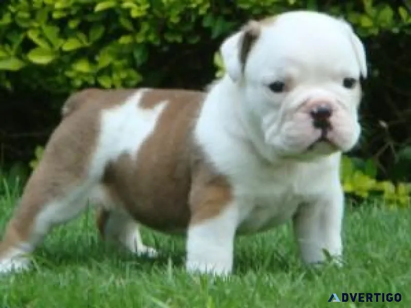 English Bulldog Pups