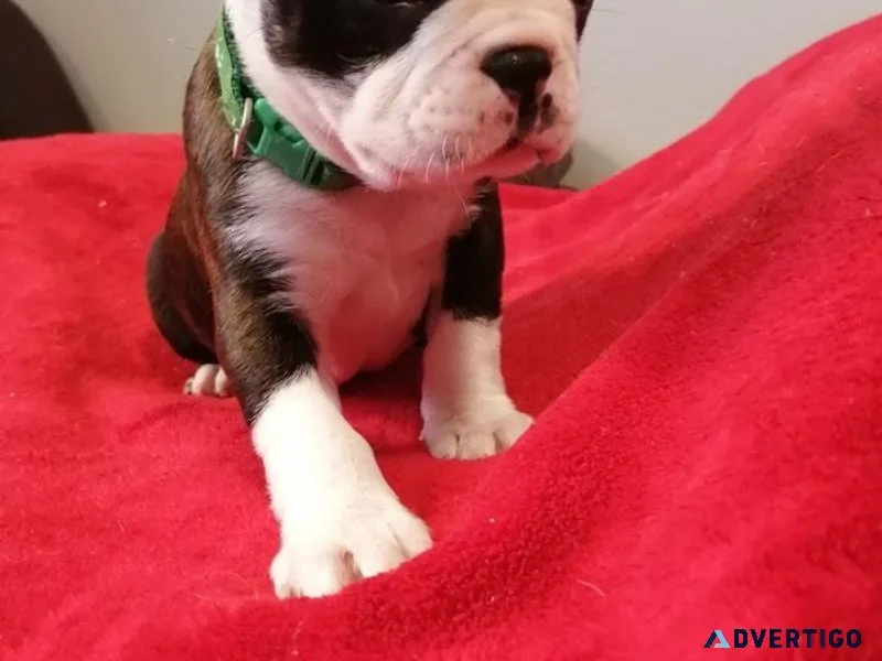 Amazing Purebred Boston Terrier puppies