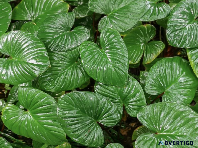 How can i buy Homalomena Plant online