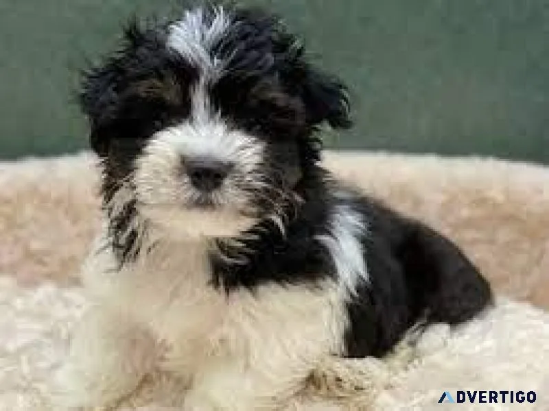 Havanese puppies for sale