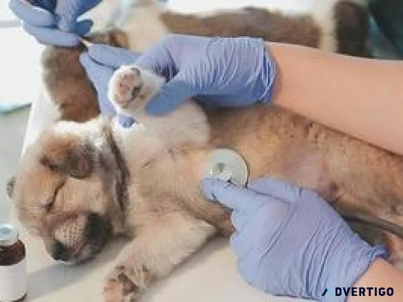 Healthy Pets Happy Lives Sector 137 s Top Pet Clinic