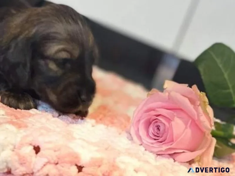 DachshundJack Russell Puppies