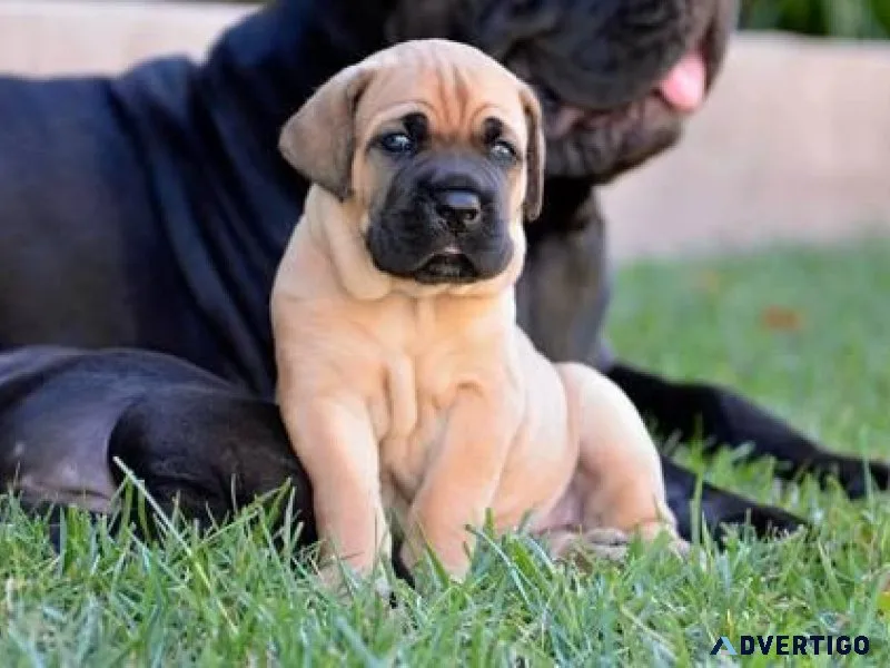 Jovial Cane Corso Puppies