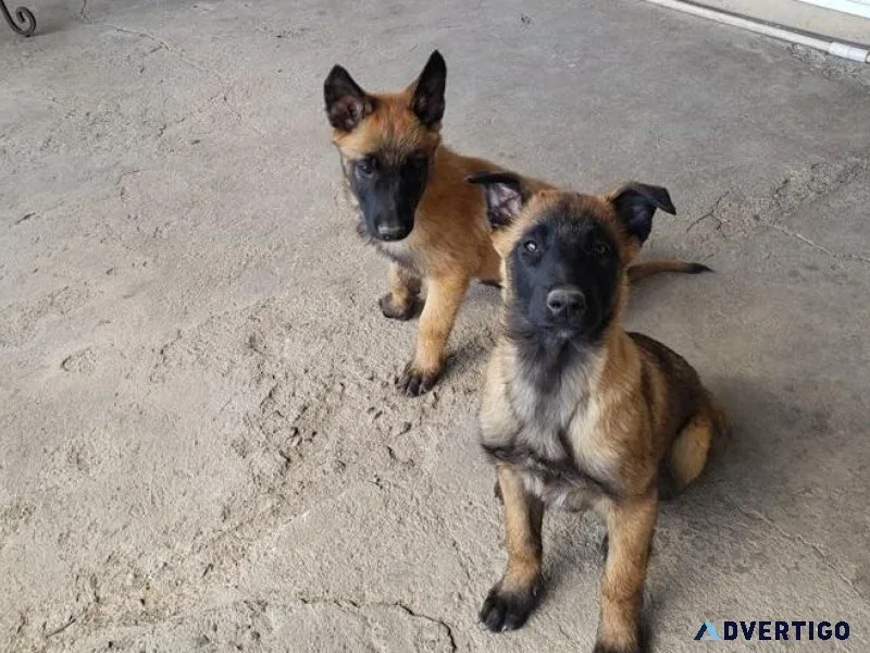 Well trained Belgian Malinois puppies