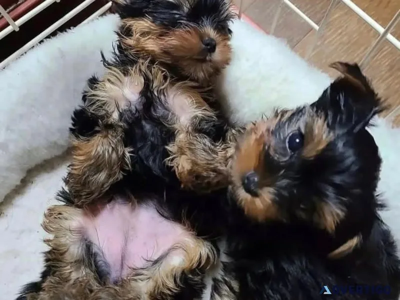 affordable yorkshire terrier puppies
