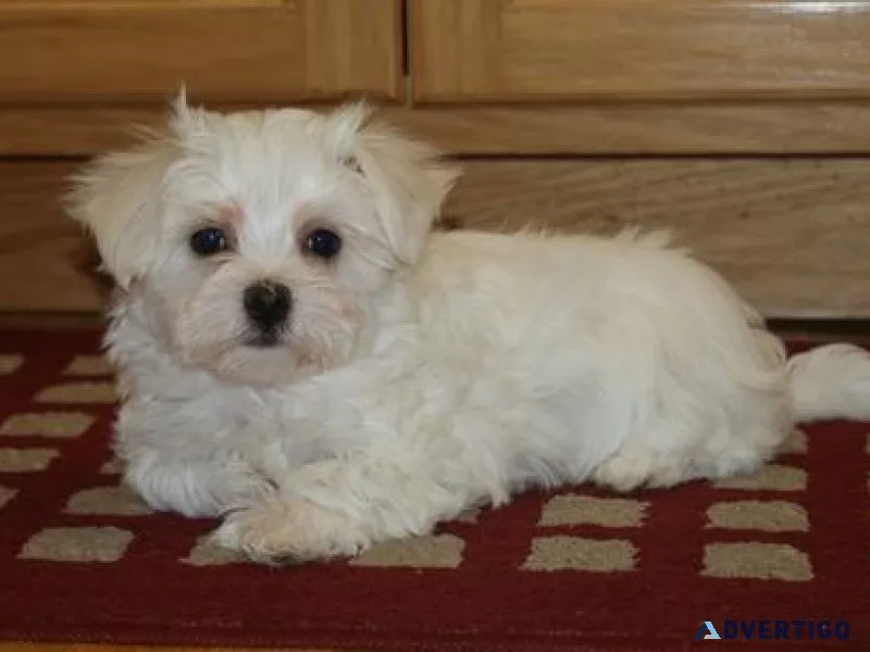 Small Maltese Puppies For Sale Now