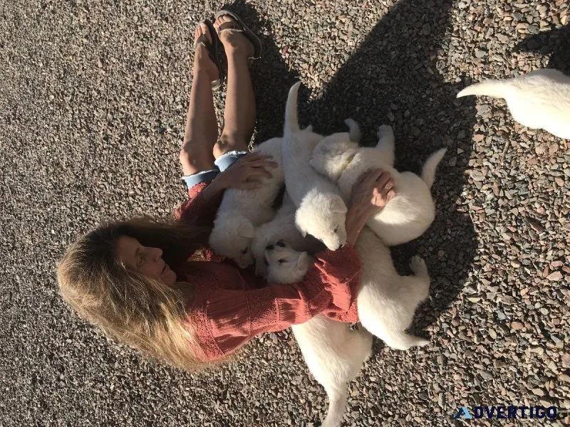 WSSBBS Swiss Shepherd puppies