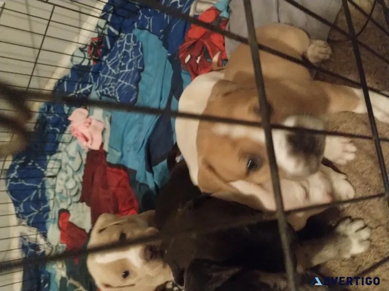 Merle bullies