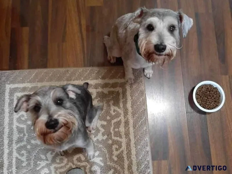 2 BONDED 1 year old Miniature Schnauzers