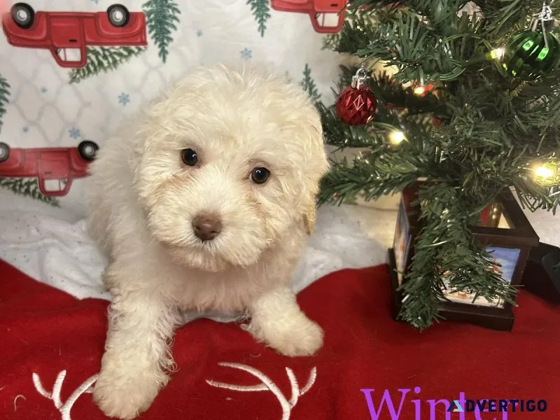 Havapoo puppies