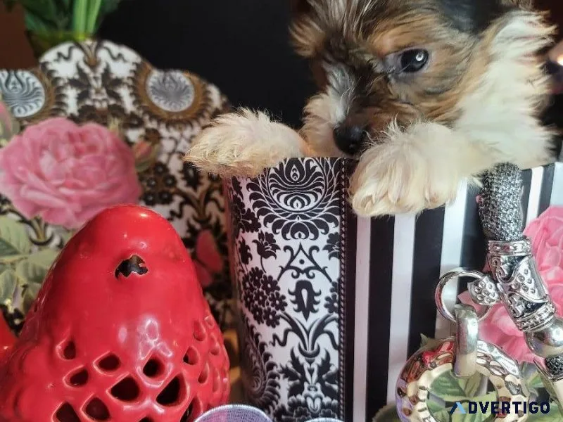 Yorkies Biewer and traditional (teacup sized)