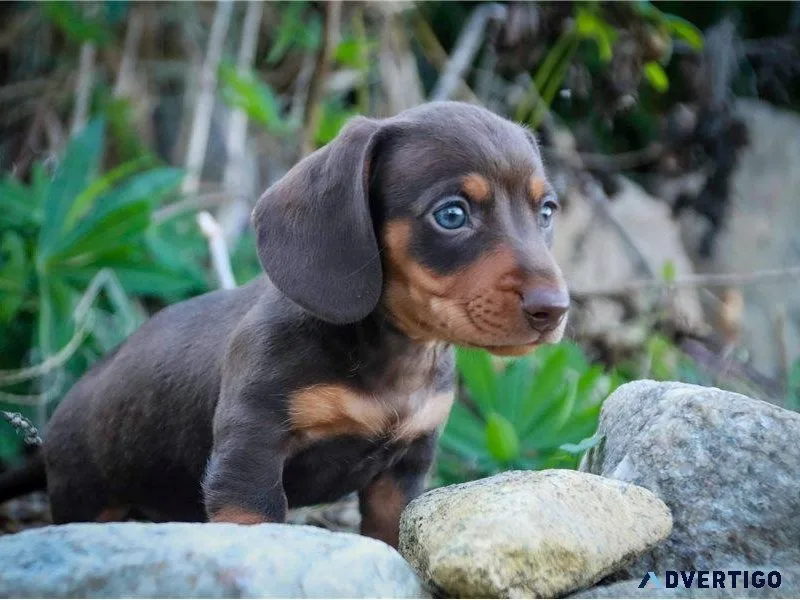 Miniature dachshund puppies