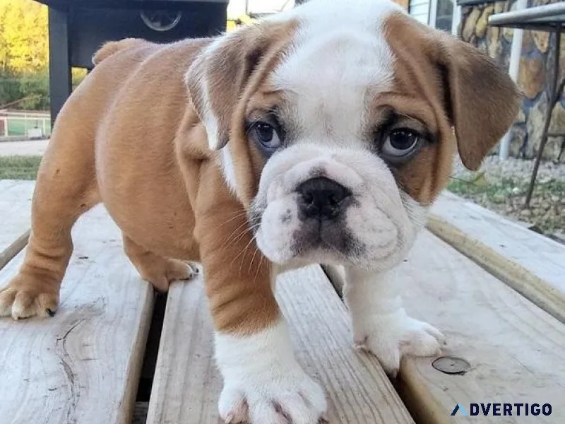 Healthy English Bulldog Pups