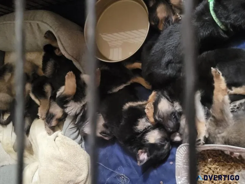 German Shepard