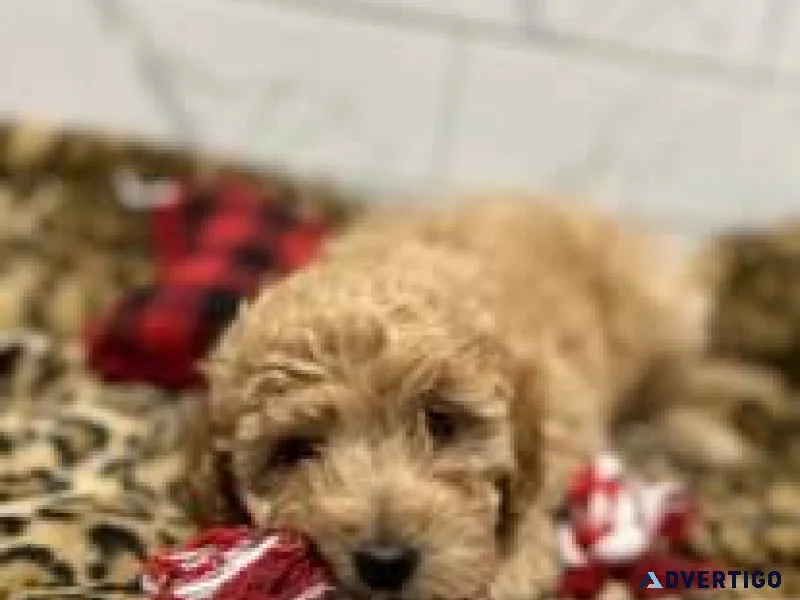 Puppies  for sale