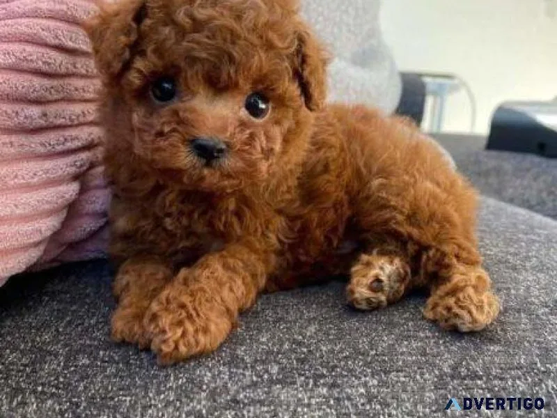 Poodle Puppies For New Homes