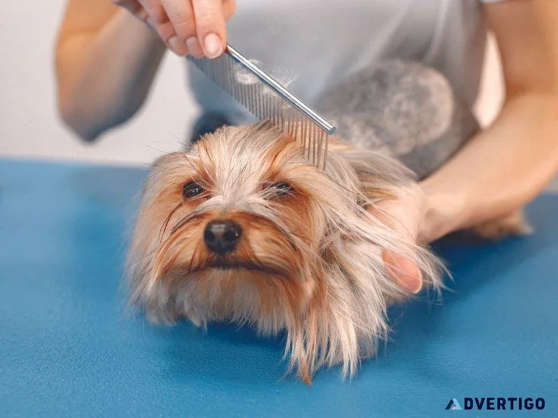 Your Trusted Veterinary Care Provider in Sector 137 Noida