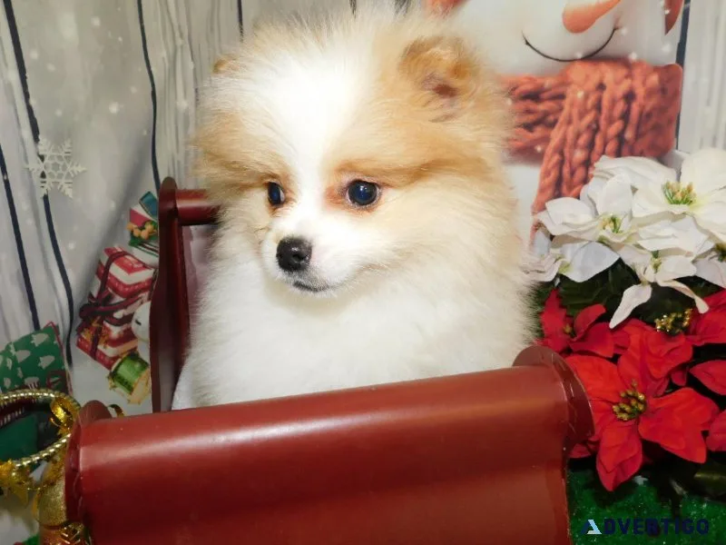 Chicago Toy Pomeranian &quotBanana&quot Boy.