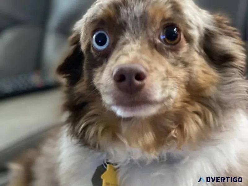 Rehoming toy aussie