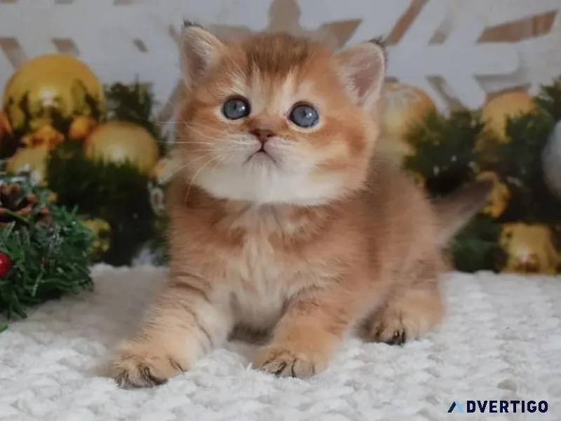 kitten cat available for rehoming