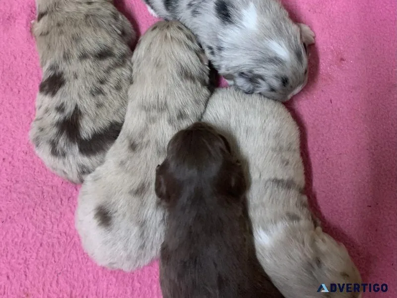 ASDR Small Mini Australian Shepherds
