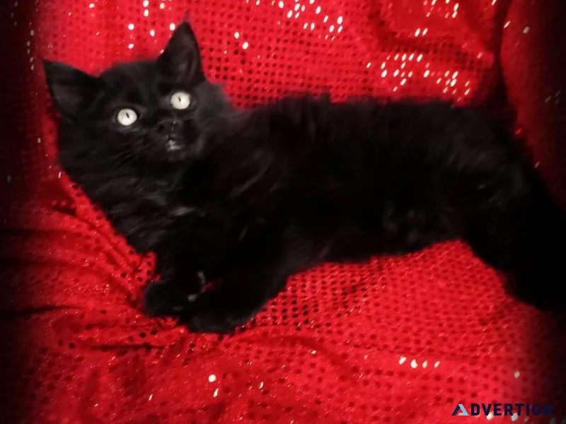 Gorgeous  Mine  Coon  Kitten REDUCED
