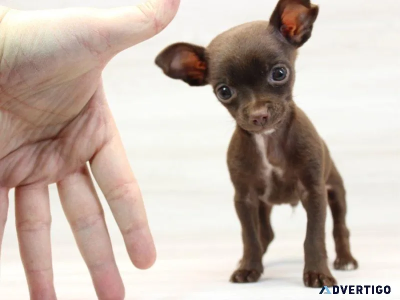 Tiny Chihuahua Puppy