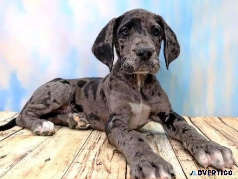 Lovely Great Dane Puppies