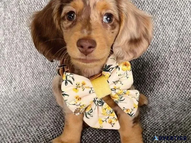Adorable Mini Dachshund Pups