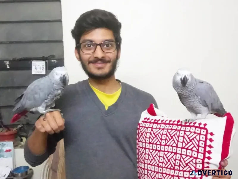 Very Friendly and Cuddly Congo African Parrots Available
