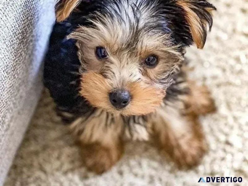 Yorkshire Terrier