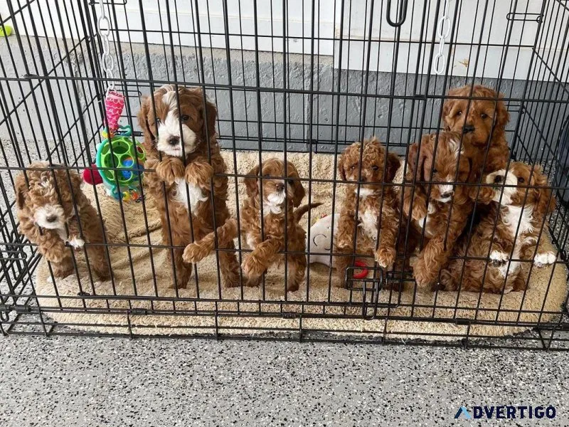 Irresistible Cavapoo Puppies Looking for Loving Homes
