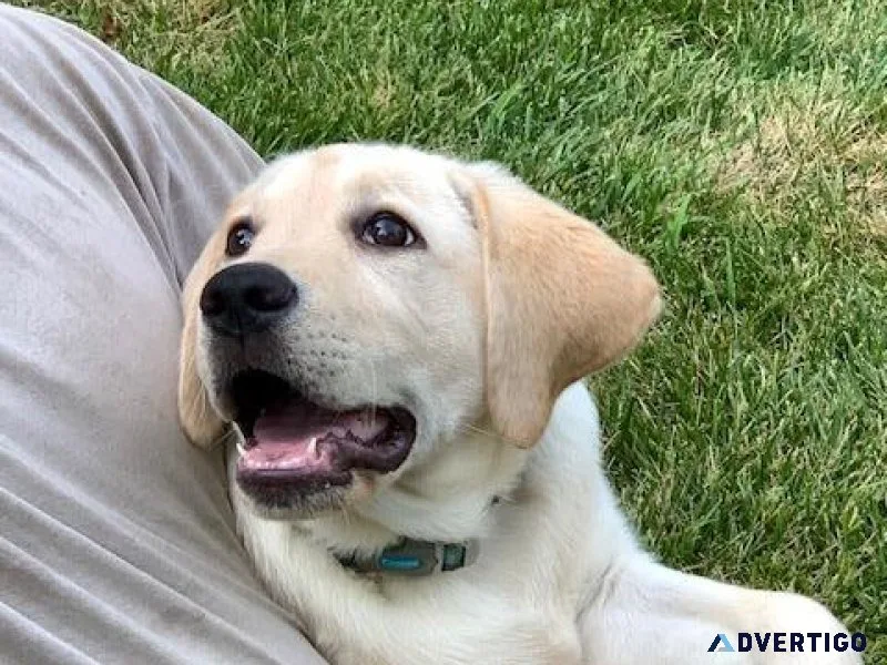 Labrador Retrievers