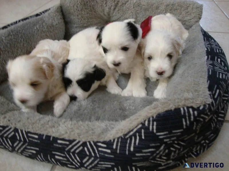 MaltipooMalshi mix puppies