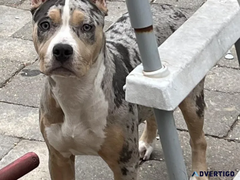 American Bully