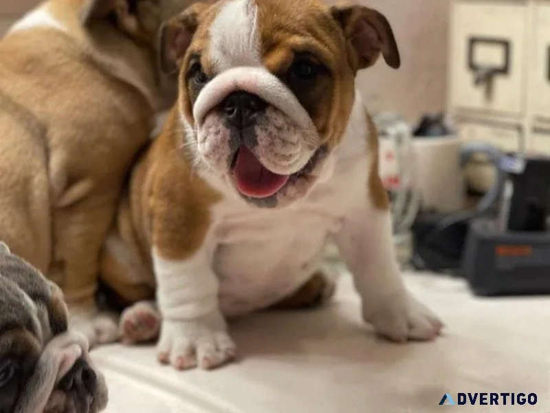 Champion Sired English Bulldog Pups