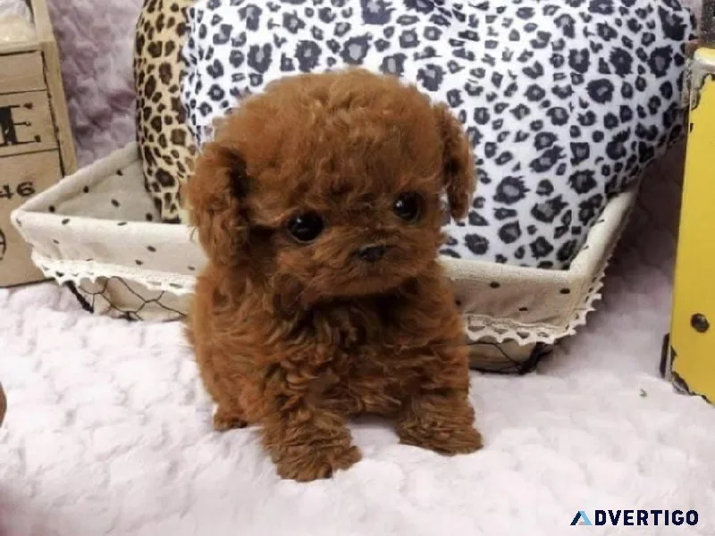 poodles4homes