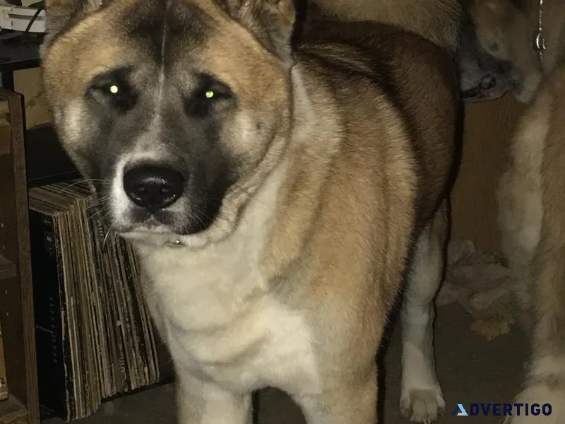 Akita