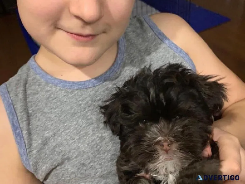 Havanese CKC registered purebred puppy