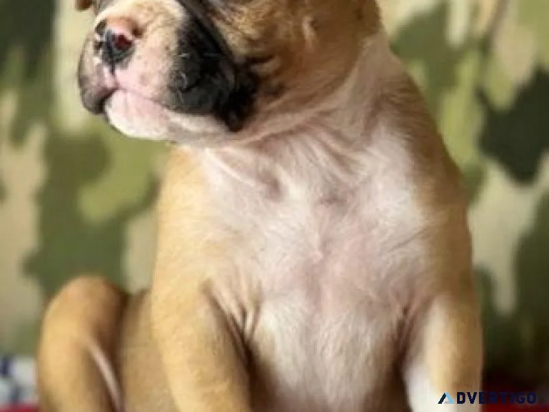 American Bulldog Puppies For Sale