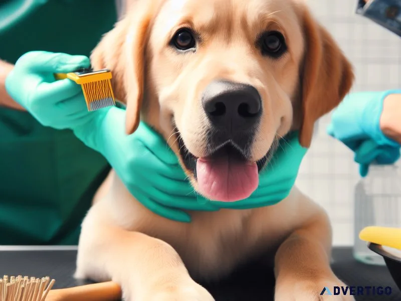 Dog Grooming Carrollton