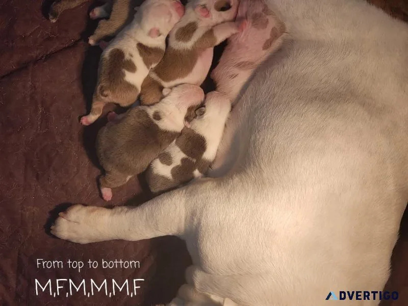 English Bulldog Puppies Akc