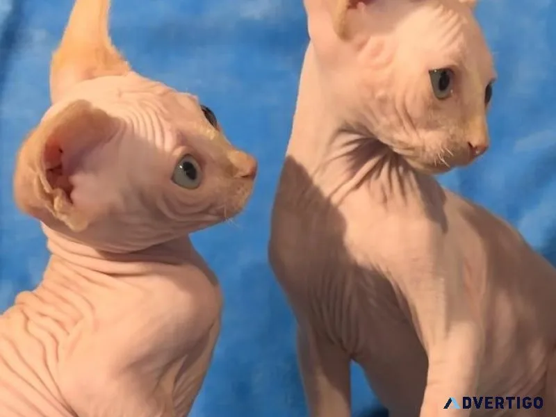 Sphynx Kittens