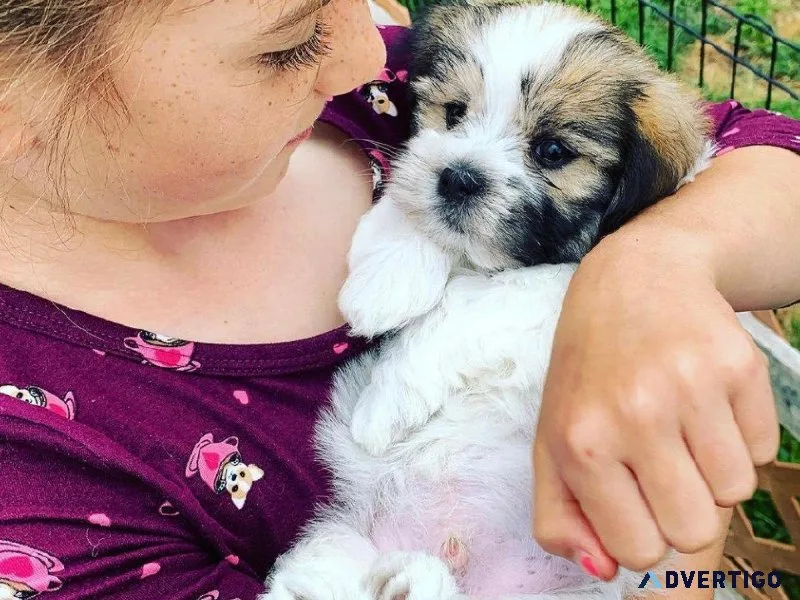 CKC Havanese puppies