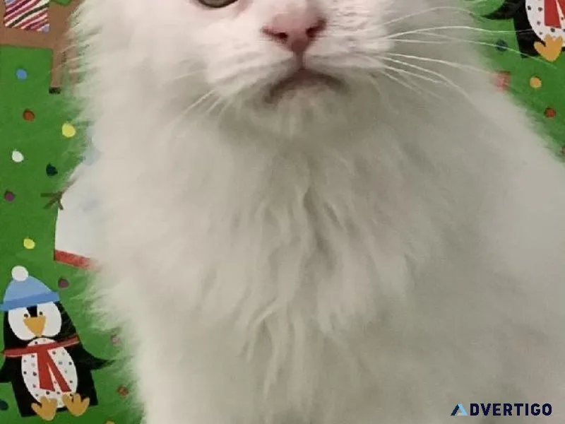 Maine Coon Polydactyl