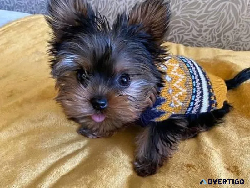 yorkie puppies for sale in denver colorado