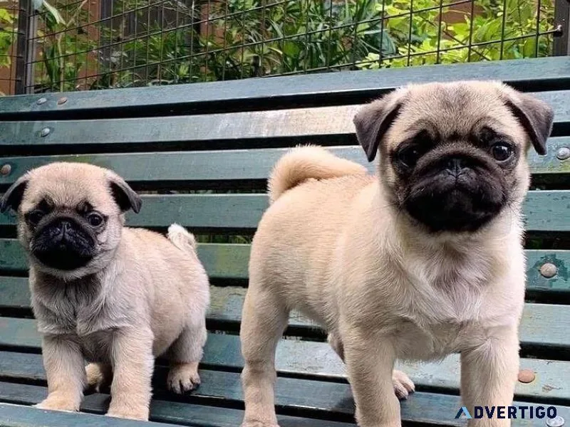 Fully Tested Pug Puppies For Sale