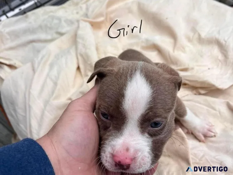 Just send a DM directly and tell me what breed you wanna buy